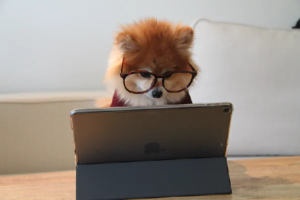 A little dog wearing glasses working on a laptop